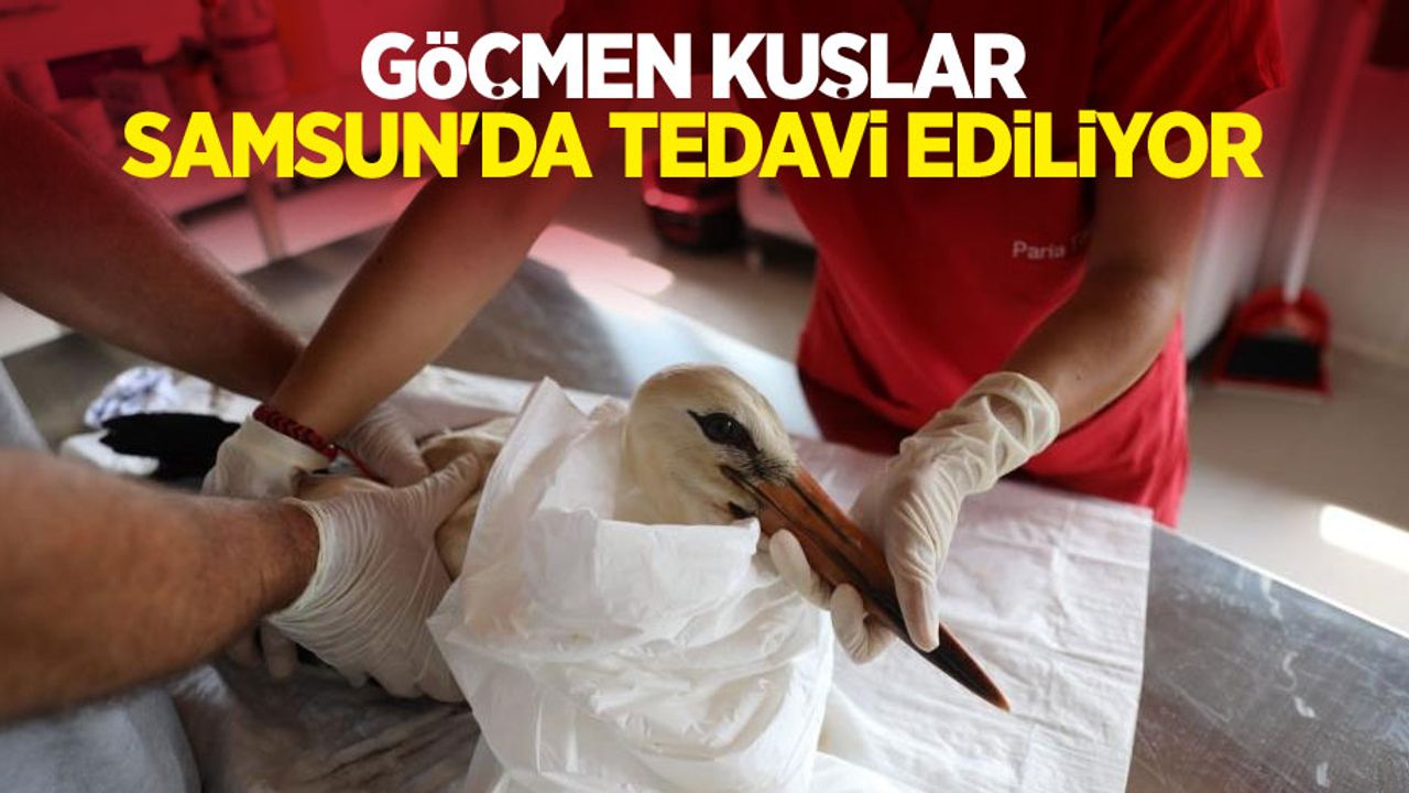 Göçmen kuşlar Samsun'da tedavi ediliyor