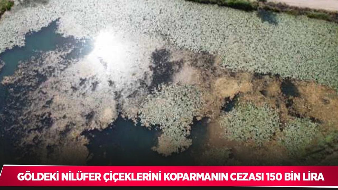 Göldeki nilüfer çiçeklerini koparmanın cezası 150 bin lira
