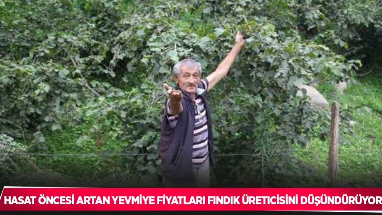 Hasat öncesi artan yevmiye fiyatları fındık üreticisini düşündürüyor