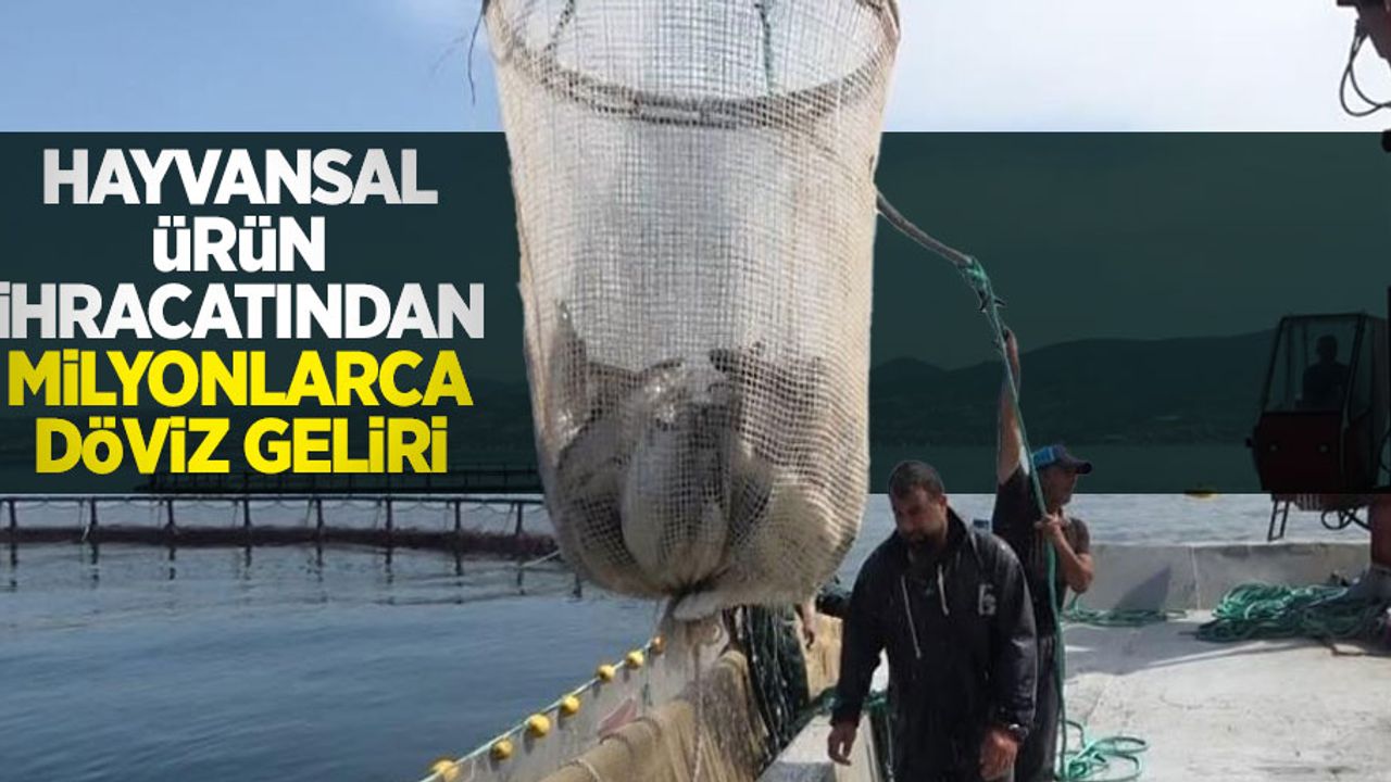 Hayvansal ürün ihracatından milyonlarca döviz geliri