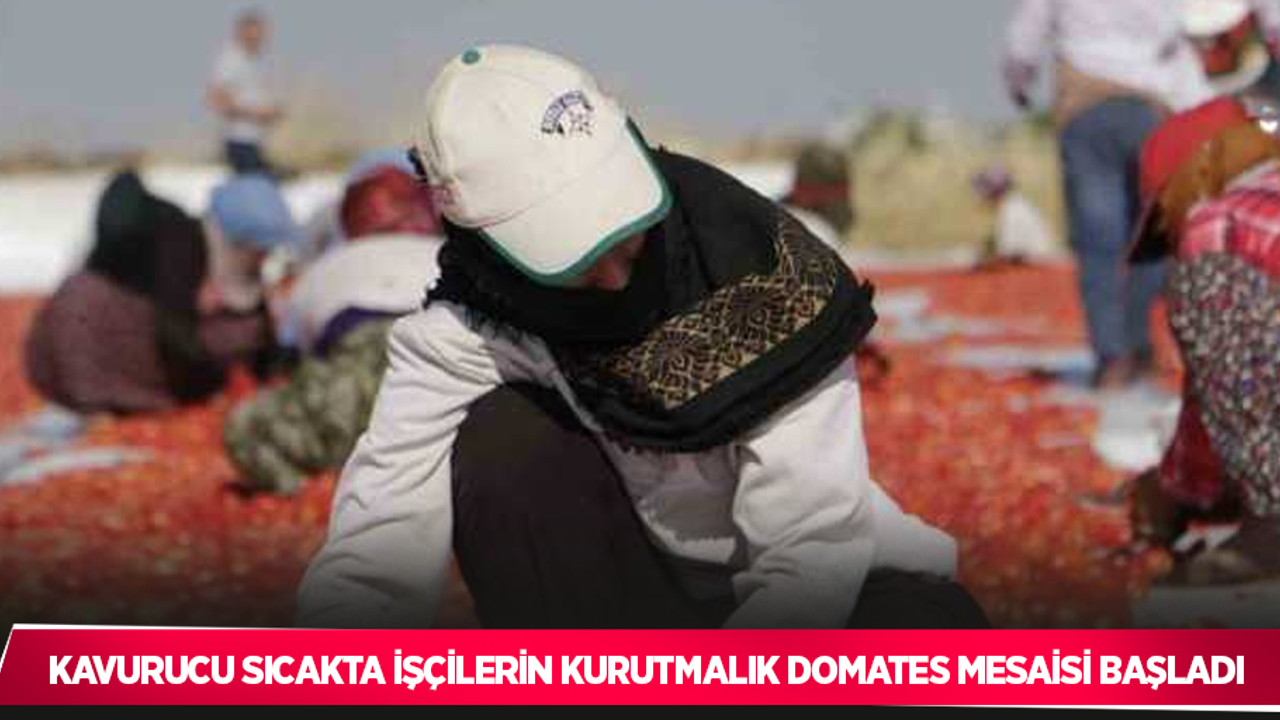 Kavurucu sıcakta işçilerin kurutmalık domates mesaisi başladı