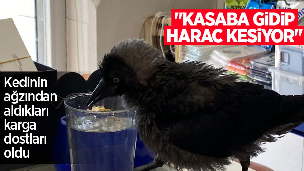 Kedinin ağzından aldıkları karga dostları oldu: "Kasaba gidip haraç kesiyor"