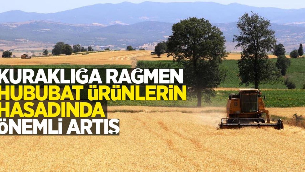 Kuraklığa rağmen hububat ürünlerin hasadında önemli artış