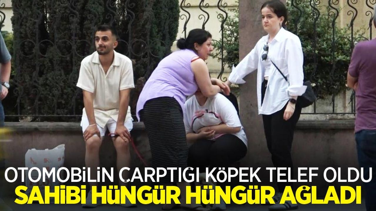 Otomobilin çarptığı köpek telef oldu, sahibi hüngür hüngür ağladı