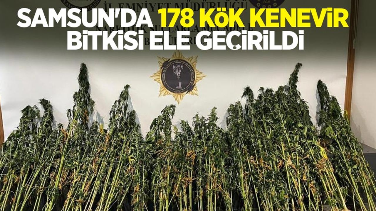 Samsun'da 178 kök kenevir bitkisi ele geçirildi