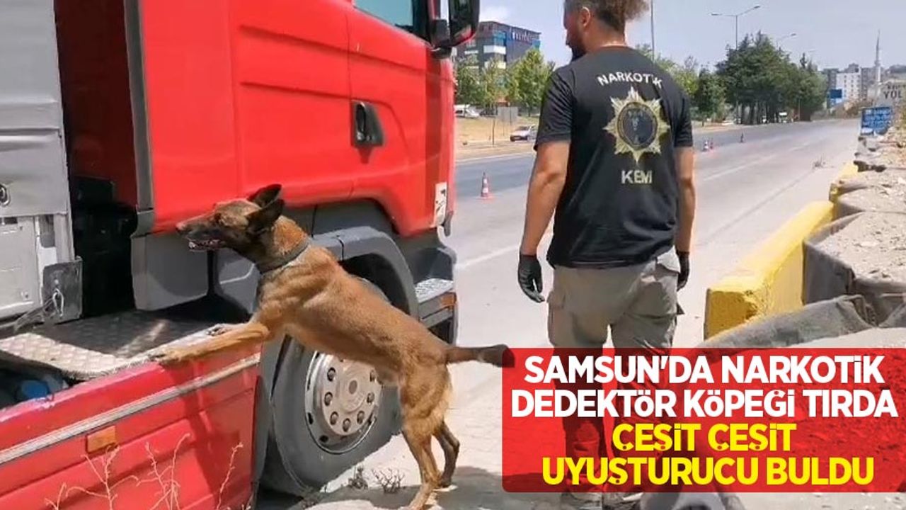 Samsun'da narkotik dedektör köpeği tırda çeşit çeşit uyuşturucu buldu
