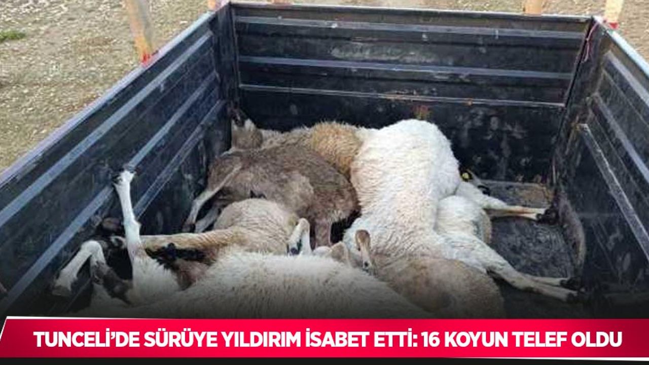 Tunceli’de sürüye yıldırım isabet etti: 16 koyun telef oldu