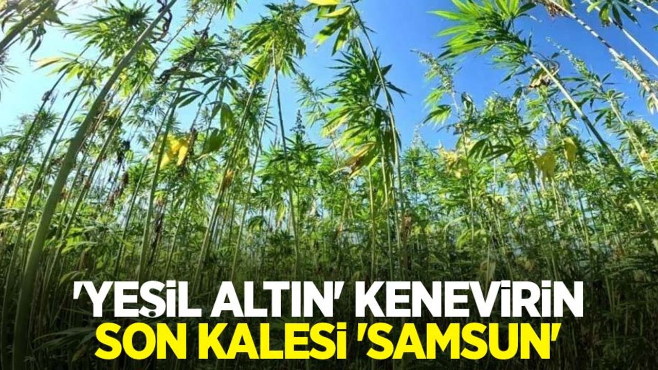 ‘Yeşil altın' kenevirin son kalesi ‘Samsun'