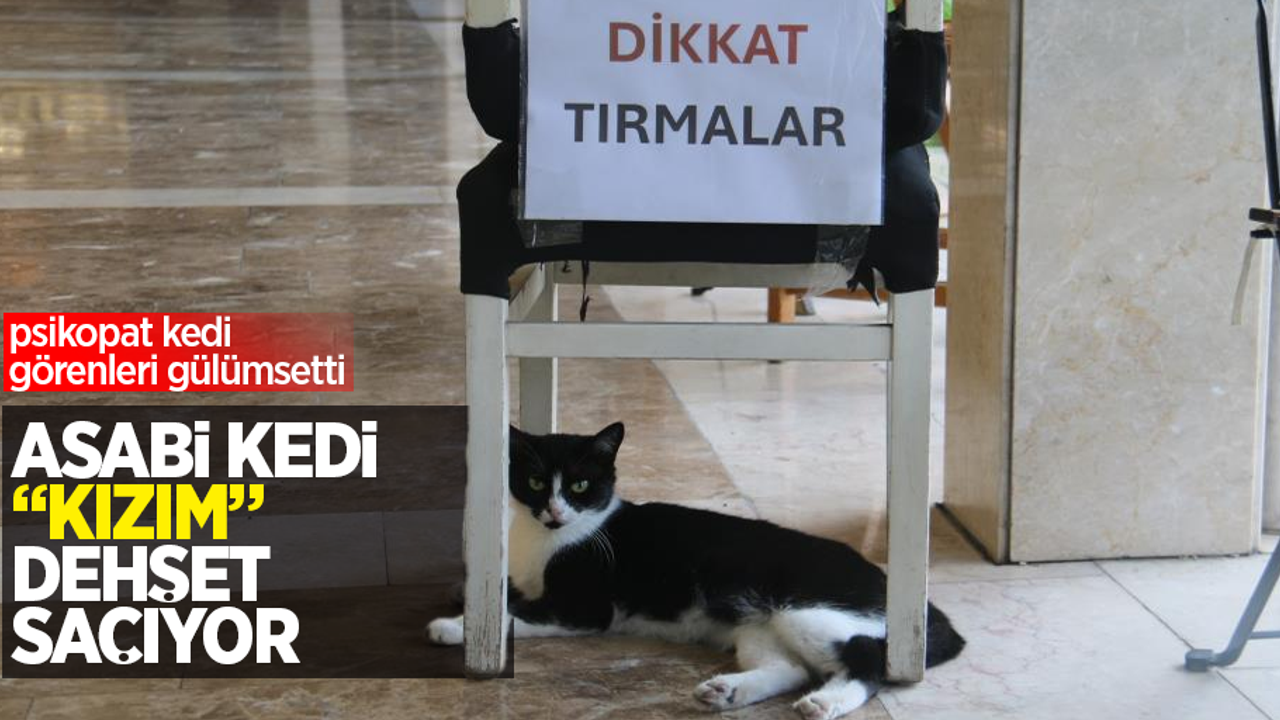 Asabi kedi "Kızım" dehşet saçıyor: Psikopat kedi görenleri gülümsetti