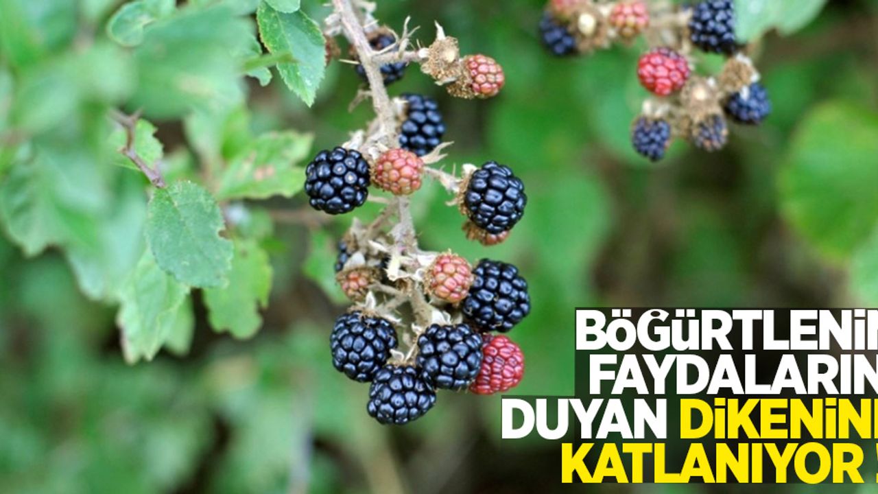 Böğürtlenin faydalarını duyan dikenine katlanıyor!