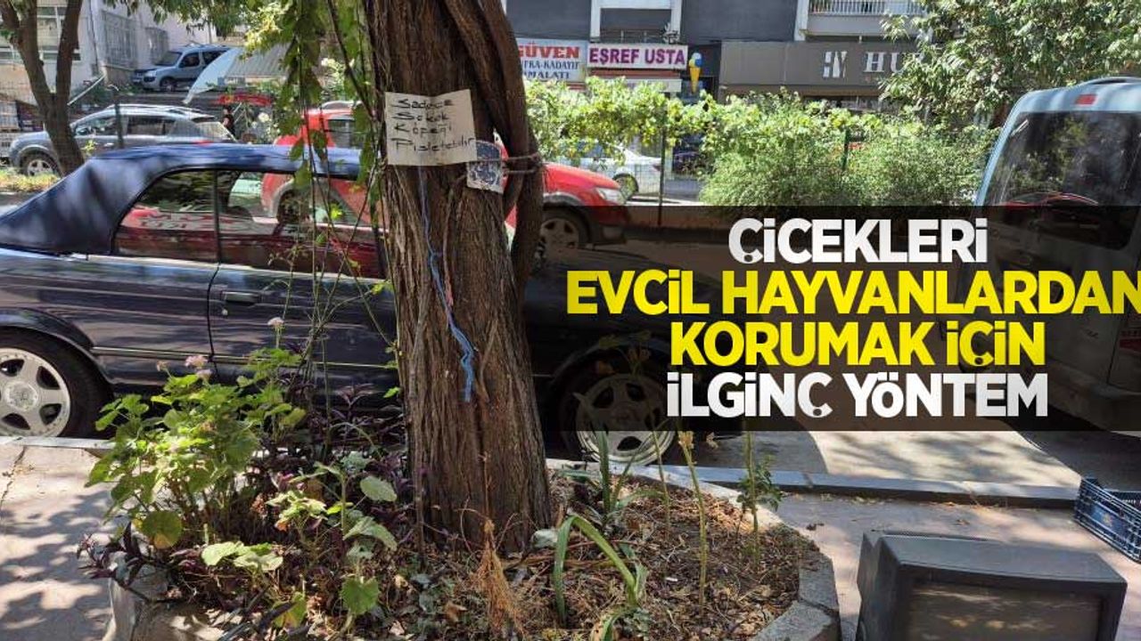 Çiçekleri evcil hayvanlardan korumak için ilginç yöntem
