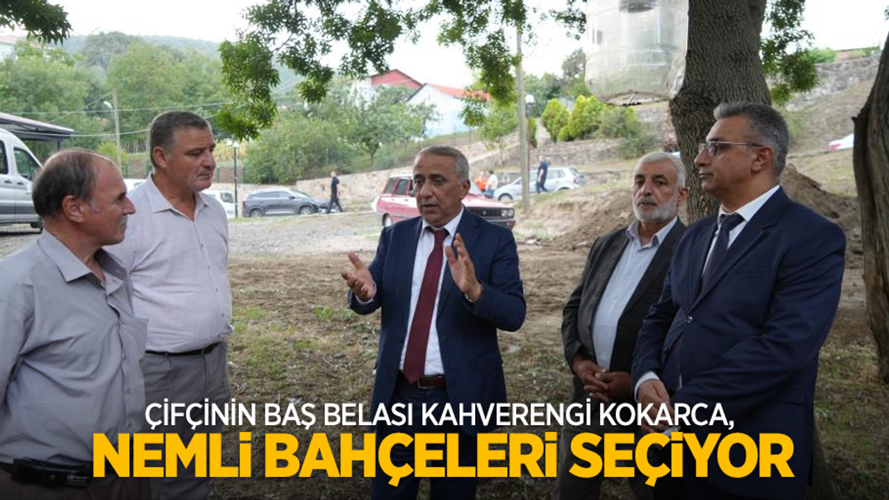 Çiftçinin baş belası kahverengi kokarca, nemli bahçeleri seçiyor