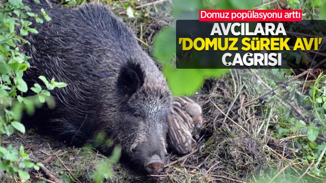 Domuz popülasyonu arttı, avcılara 'domuz sürek avı' çağrısı