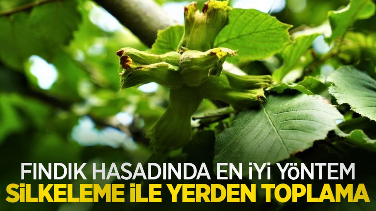 Fındık hasadında en iyi yöntem silkeleme ile yerden toplama
