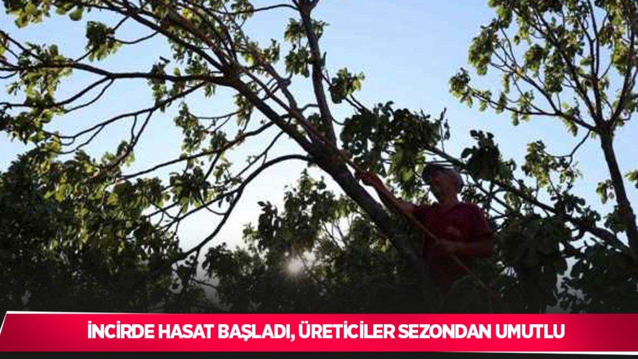İncirde hasat başladı, üreticiler sezondan umutlu