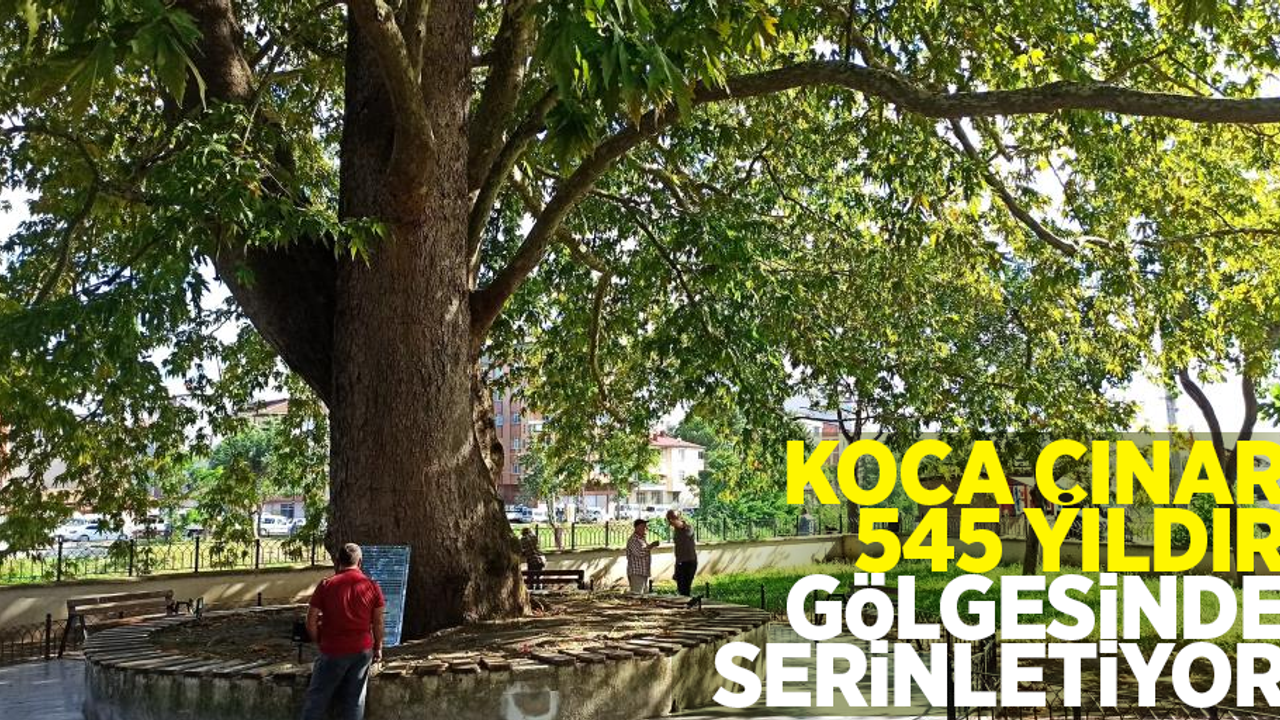 Koca Çınar 545 yıldır gölgesinde serinletiyor