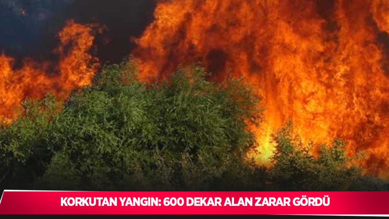 Korkutan yangın: 600 dekar alan zarar gördü