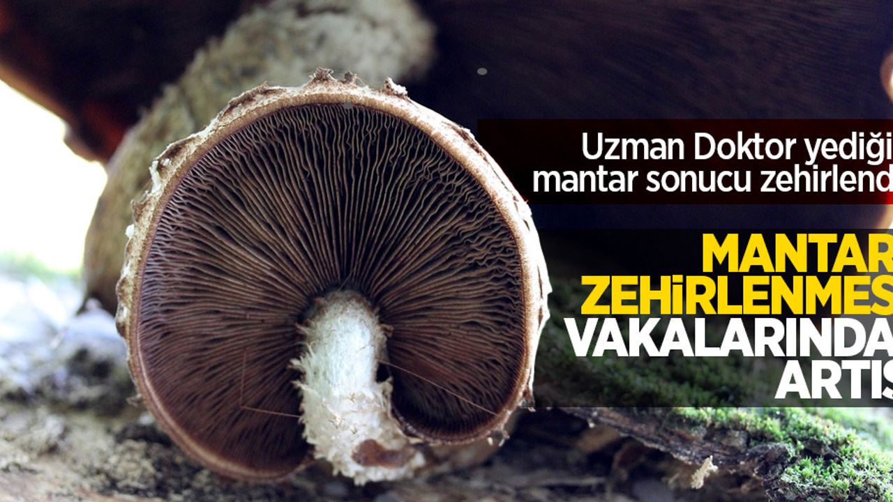 Mantar zehirlenmesi vakalarında artış: Uzman Doktor yediği mantar sonucunda zehirlendi