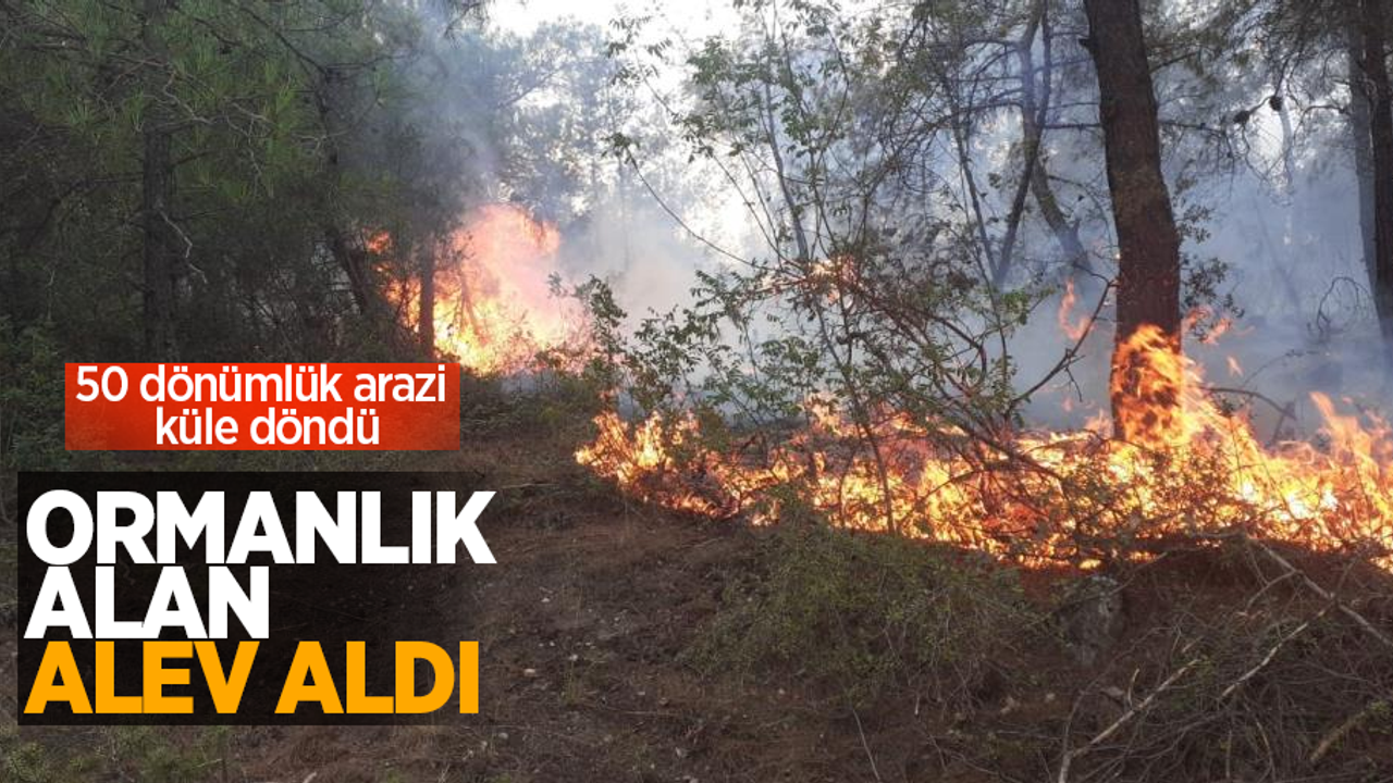 Ormanlık alan alev aldı: 50 dönüm arazi küle döndü