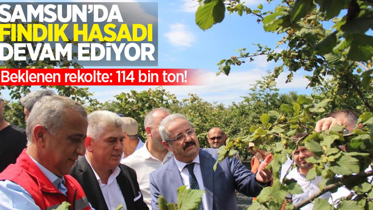Samsun'da fındık hasadı devam ediyor... Beklenen rekolte: 114 bin ton!