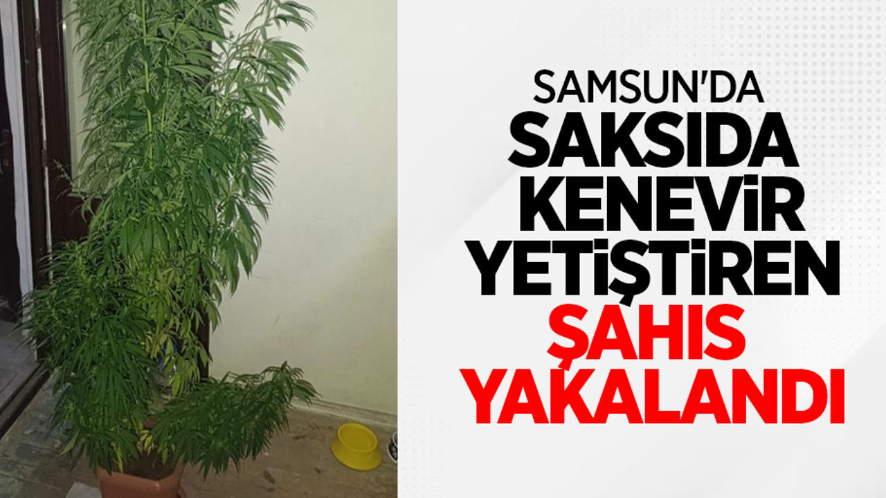 Samsun'da saksıda kenevir yetiştiren şahıs yakalandı
