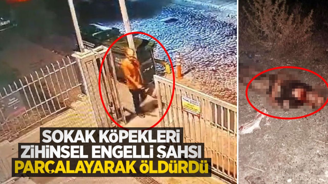 Sokak köpekleri zihinsel engelli şahsı parçalayarak öldürdü