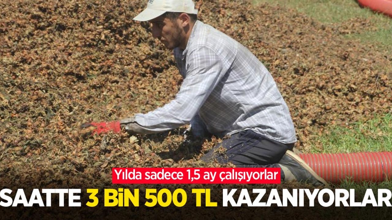 Yılda sadece 1,5 ay çalışıyorlar, saatte 3 bin 500 TL kazanıyorlar
