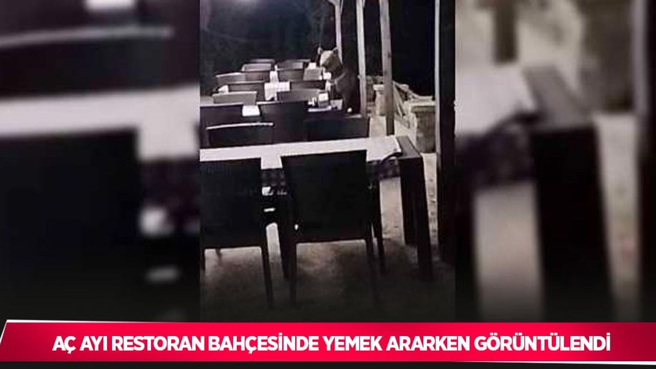 Aç ayı restoran bahçesinde yemek ararken görüntülendi