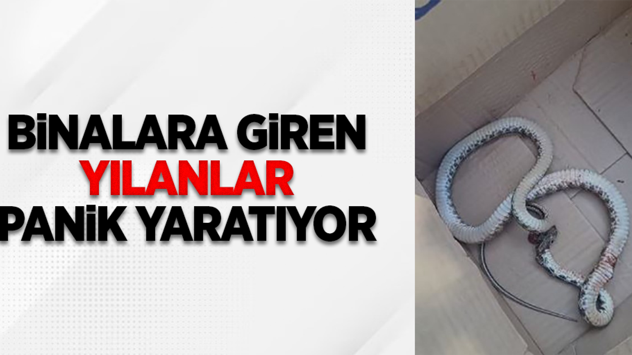 Binalara giren yılanlar panik yaratıyor!