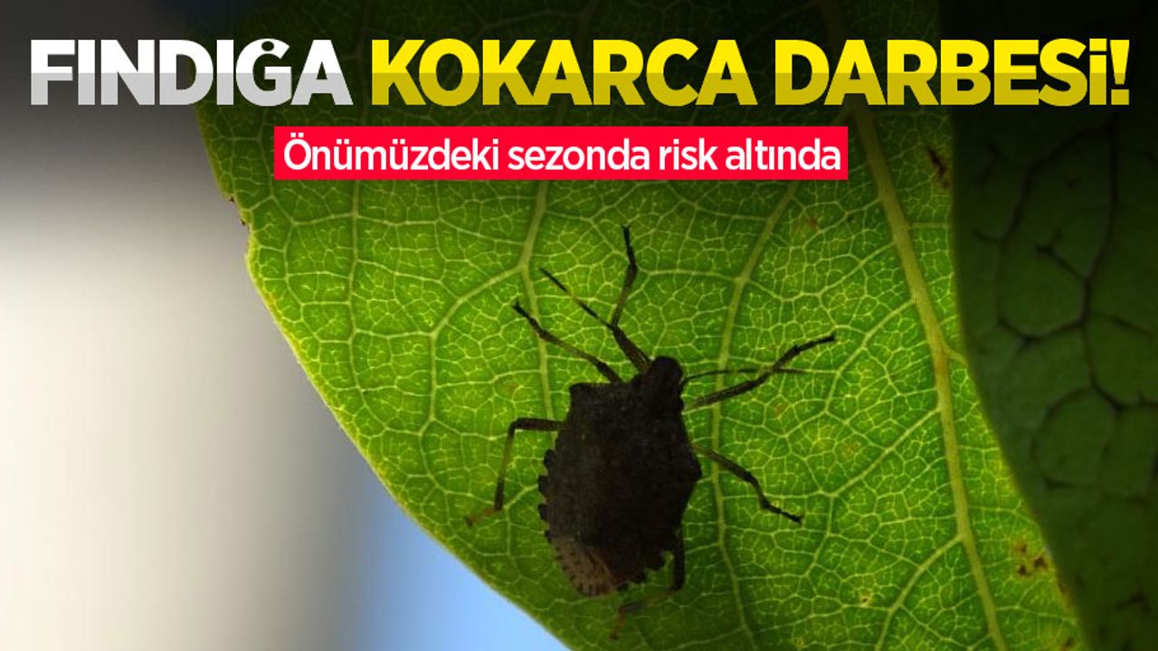Fındığa kokarca darbesi! Önümüzdeki sezonda risk altında
