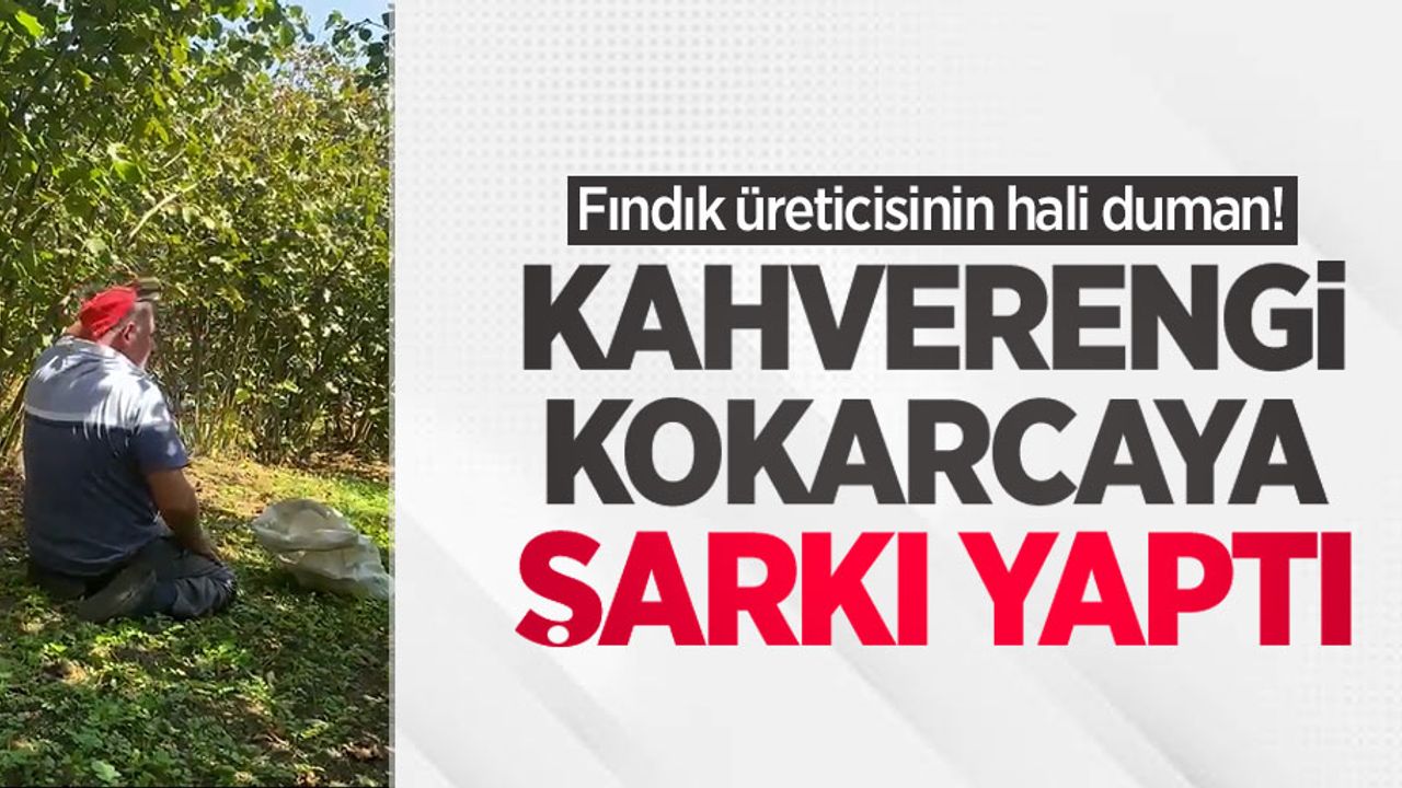 Fındık üreticisinin hali duman! Kahverengi kokarcaya şarkı yaptı