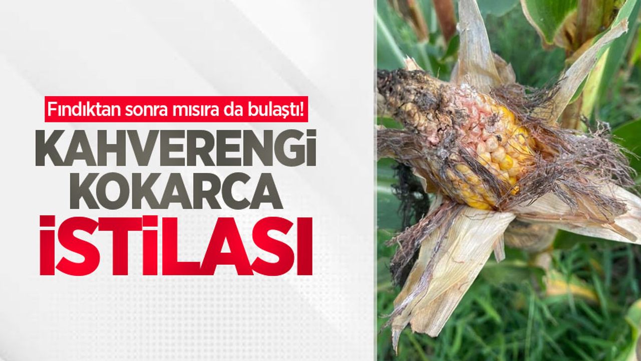 Fındıktan sonra mısırada bulaştı! Kahverengi kokarca istilası