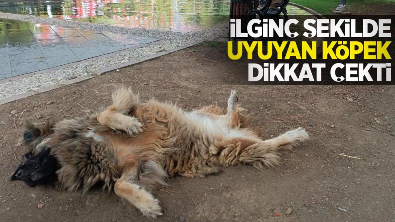 İlginç şekilde uyuyan köpek dikkat çekti
