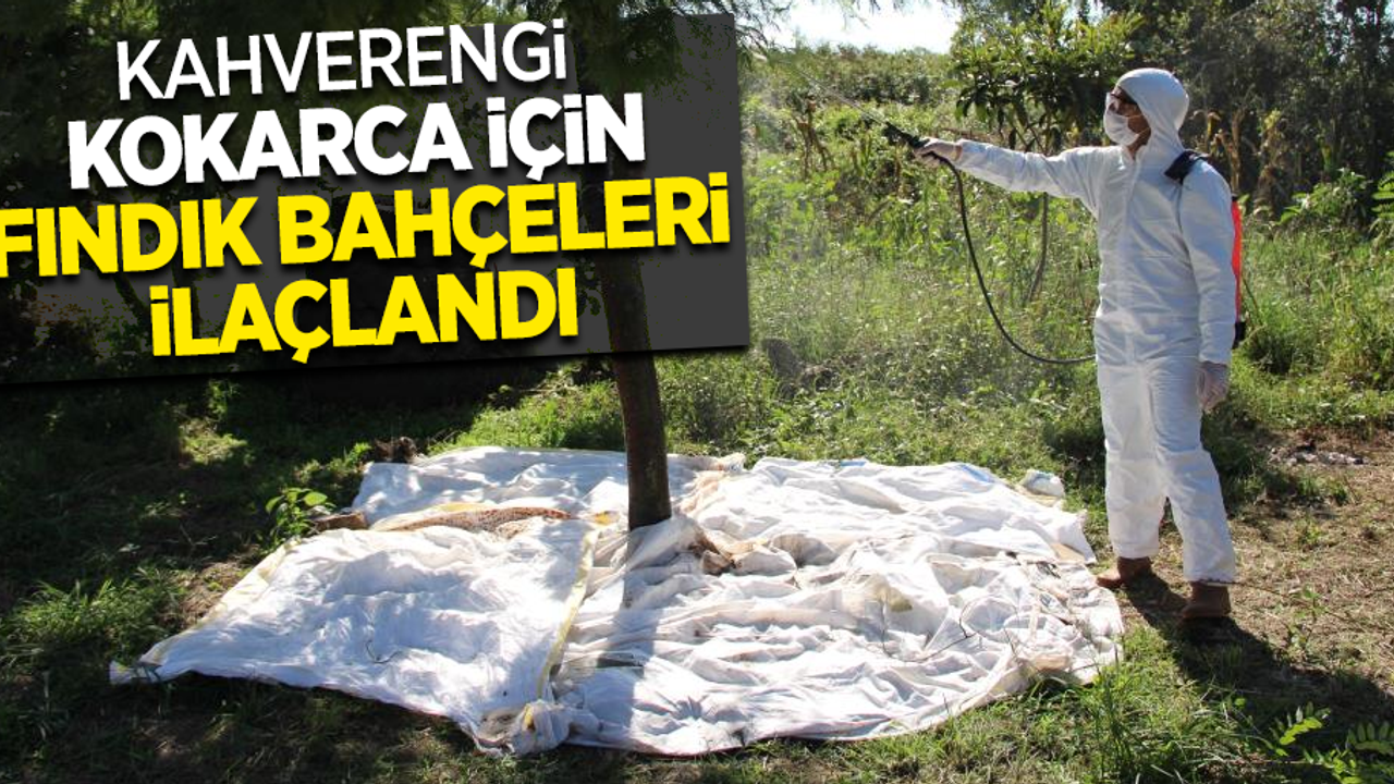 Kahverengi kokarca için fındık bahçeleri ilaçlandı
