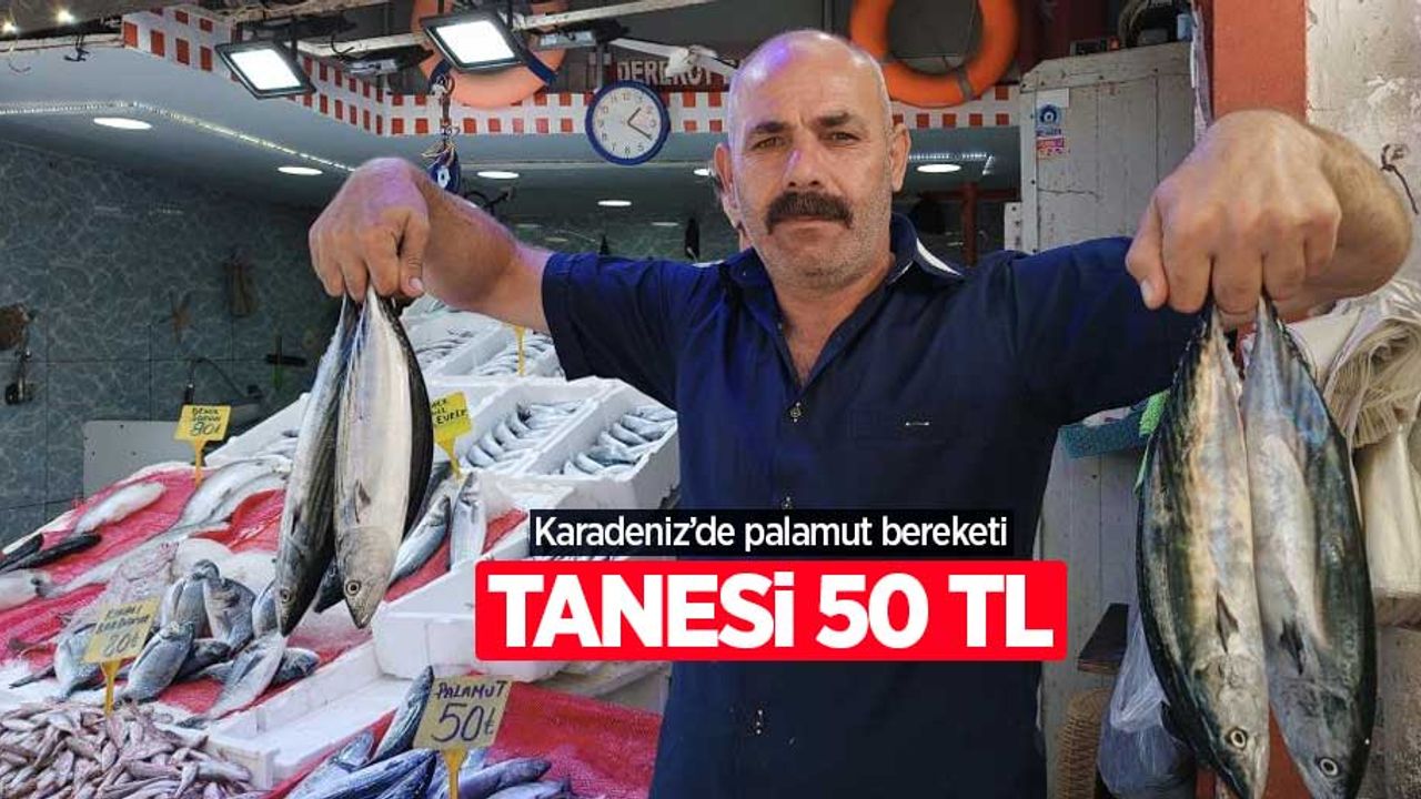 Karadeniz'de palamut bereketi: Tanesi 50 TL