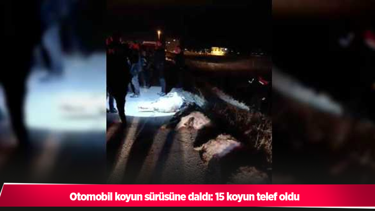 Otomobil koyun sürüsüne daldı: 15 koyun telef oldu