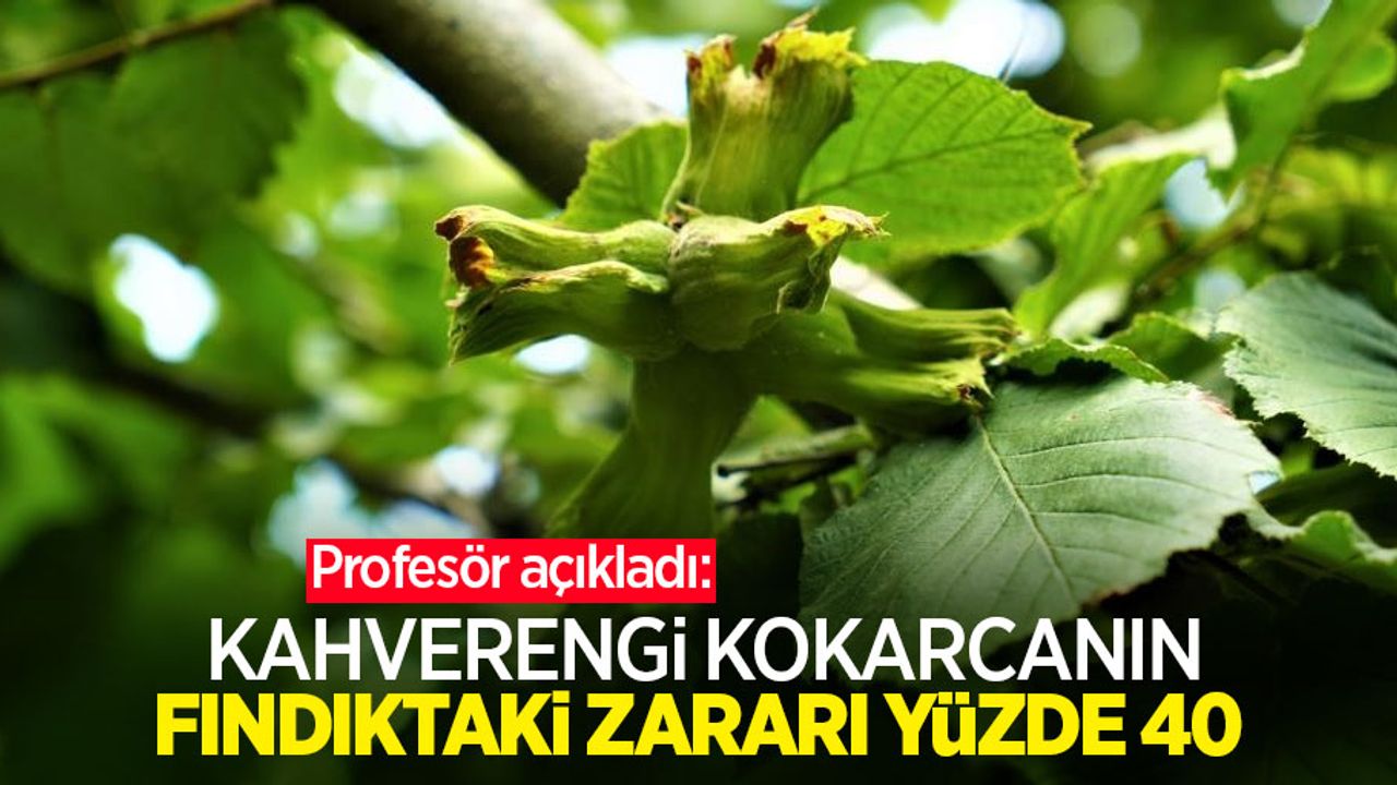 Profesör açıkladı: "Kahverengi kokarcanın fındıktaki zararı yüzde 40”