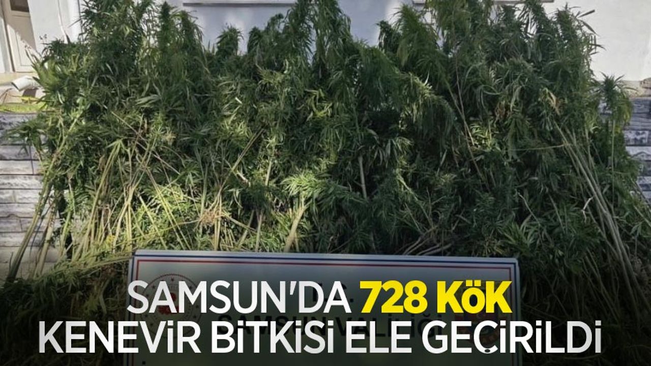 Samsun'da 728 kök kenevir bitkisi ele geçirildi