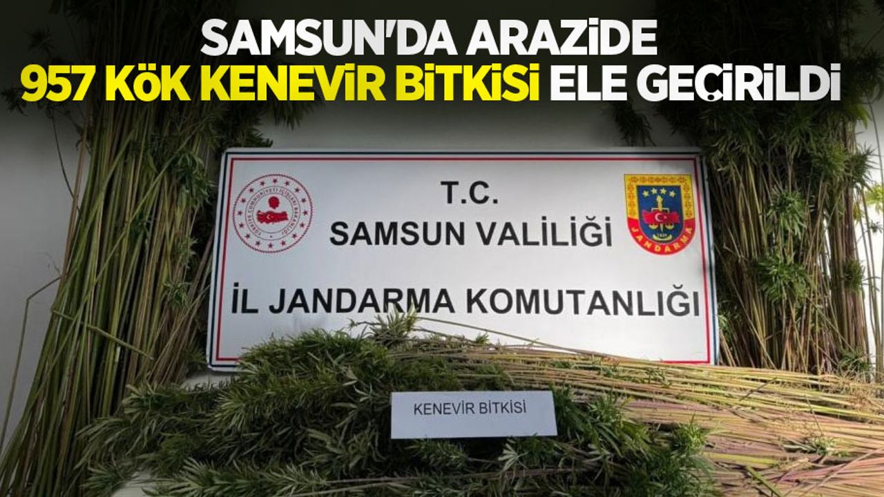 Samsun'da arazide 957 kök kenevir bitkisi ele geçirildi