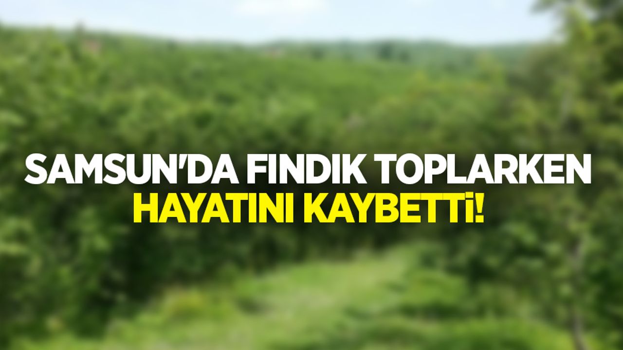 Samsun'da fındık toplarken hayatını kaybetti