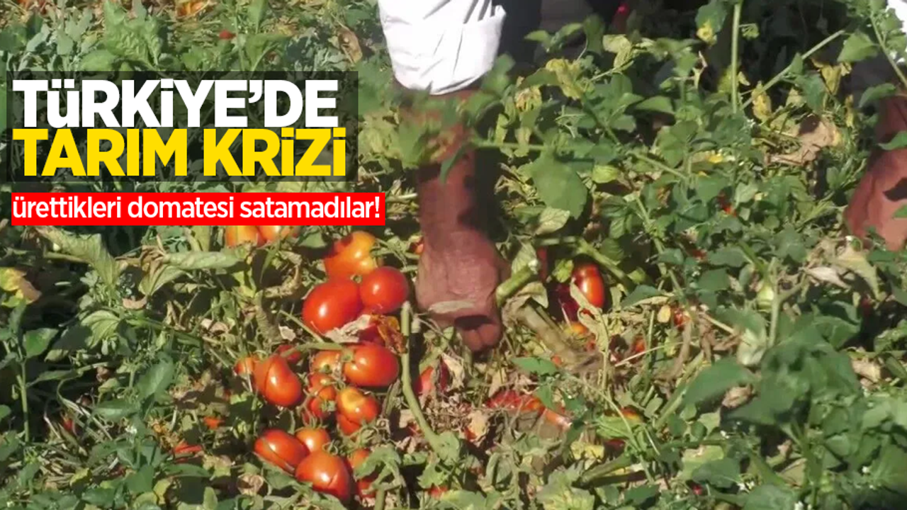 Türkiye’nin tarım krizi: Ürettikleri domatesi satamadılar!