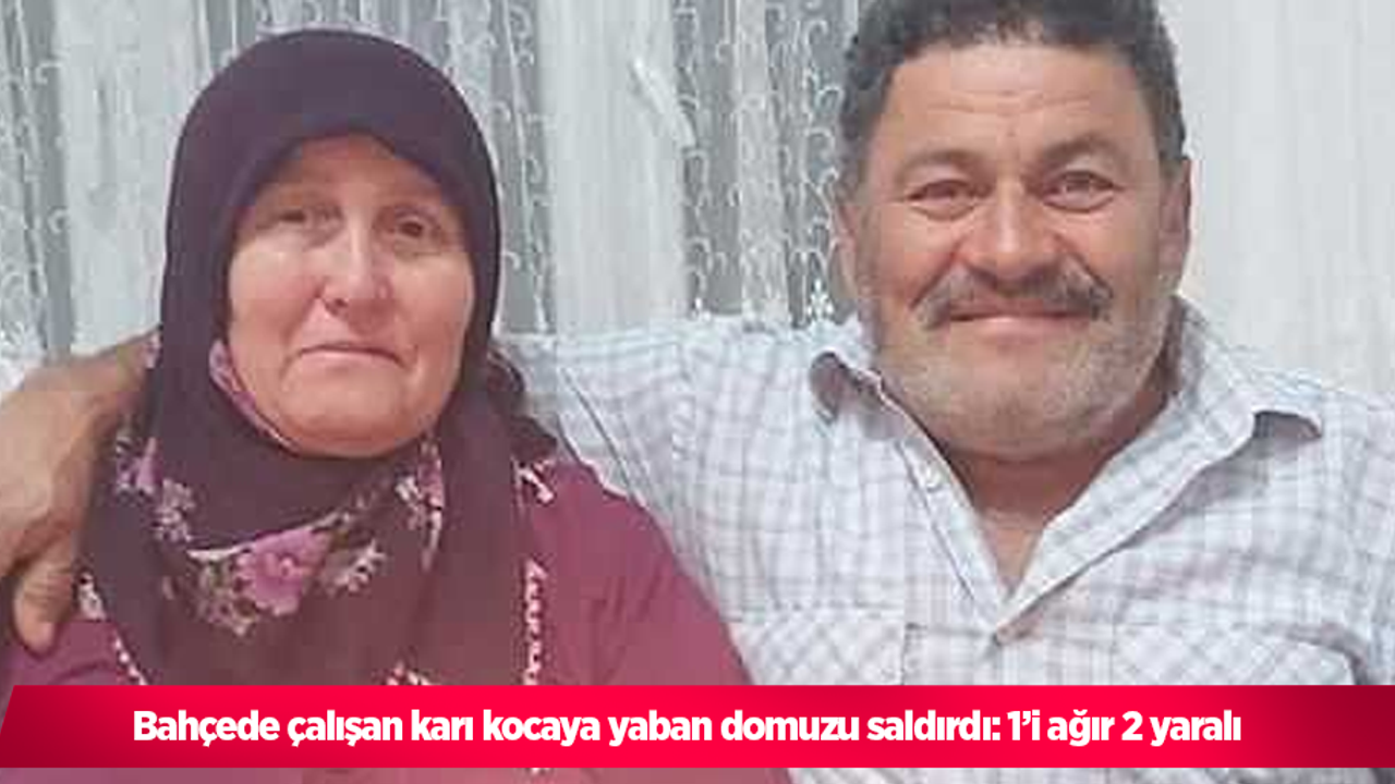 Bahçede çalışan karı kocaya yaban domuzu saldırdı: 1’i ağır 2 yaralı