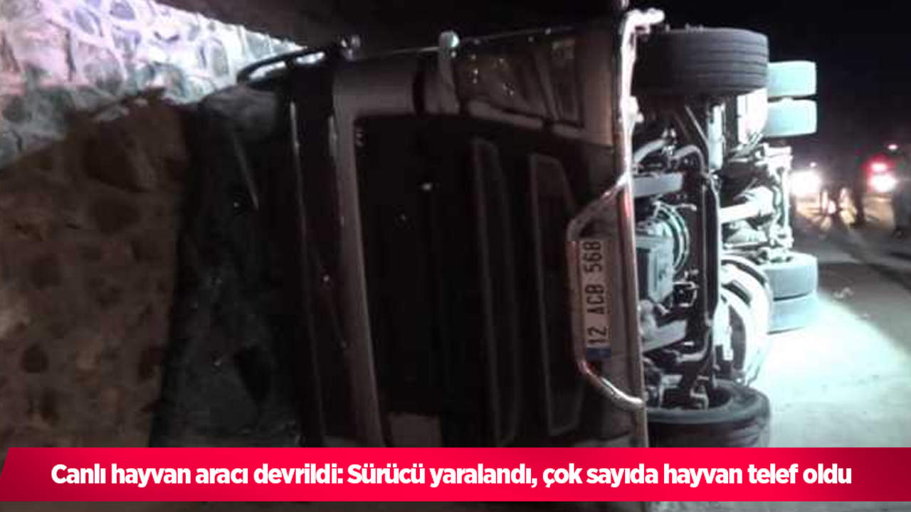 Canlı hayvan aracı devrildi: Sürücü yaralandı, çok sayıda hayvan telef oldu