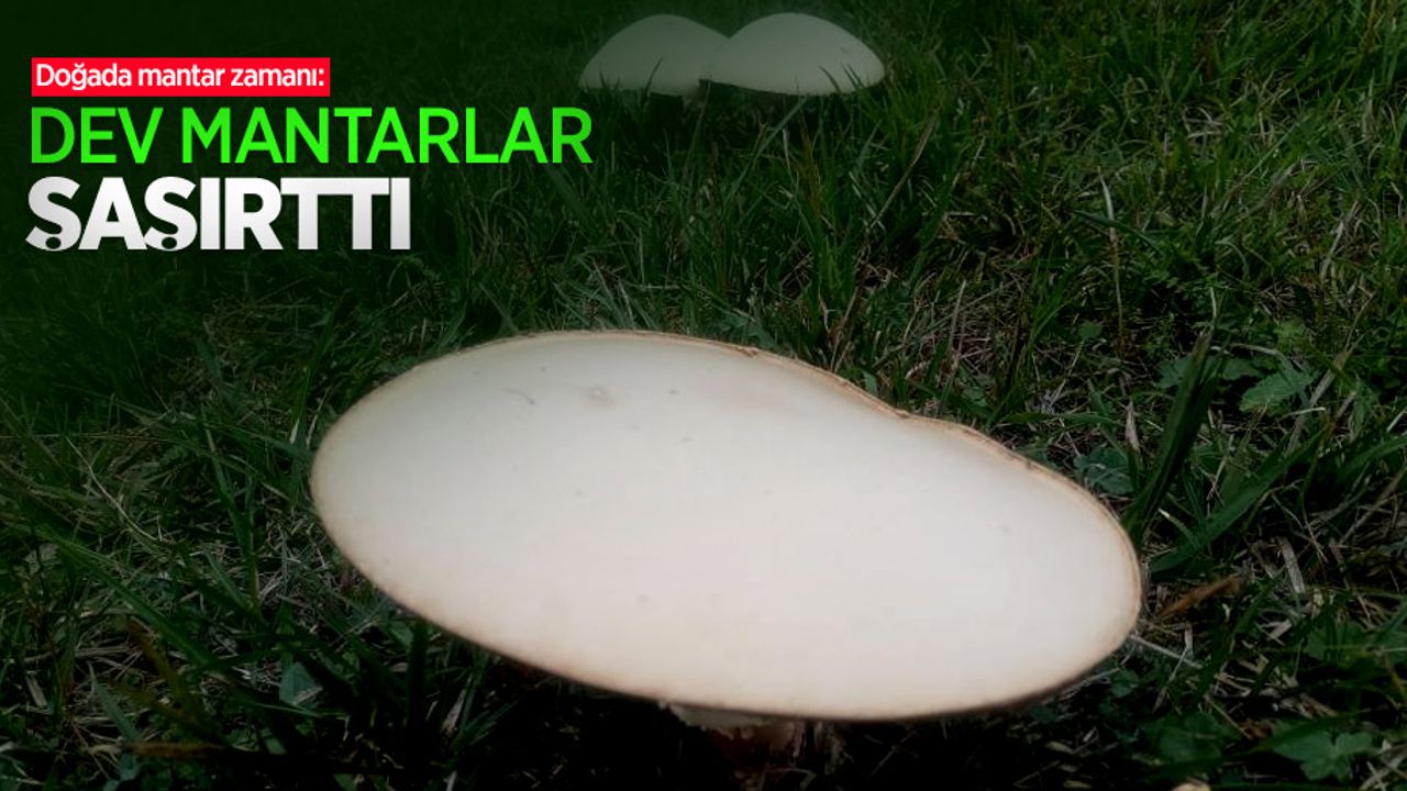 Doğada mantar zamanı: Dev mantarlar şaşırttı