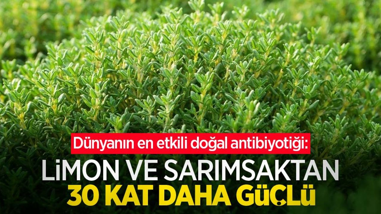 Dünyanın en etkili doğal antibiyotiği: Limon ve sarımsaktan 30 kat daha güçlü