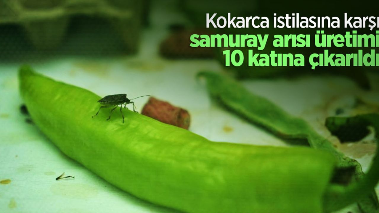 Kokarca istilasına karşı samuray arısı üretimi 10 katına çıkarıldı