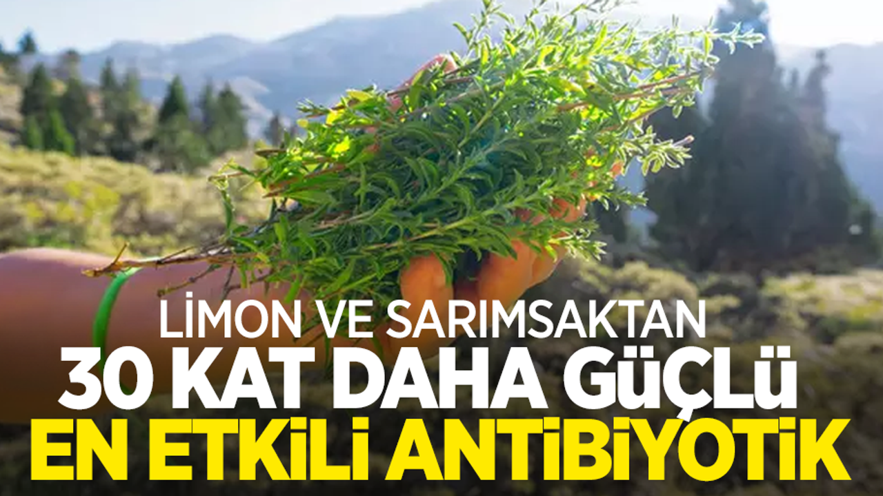 Limon ve Sarımsaktan 30 kat daha güçlü en etkili antibiyotik