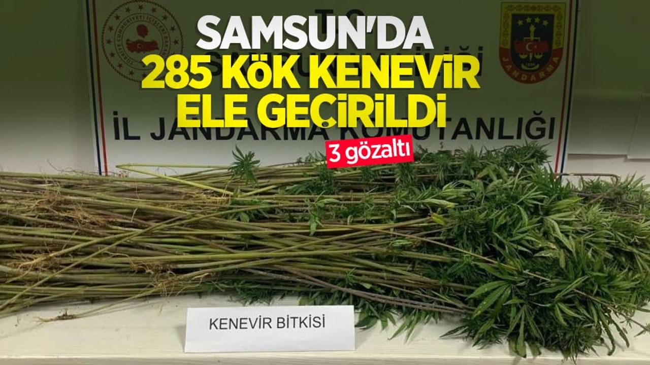 Samsun'da 285 kök kenevir ele geçirildi: 3 gözaltı
