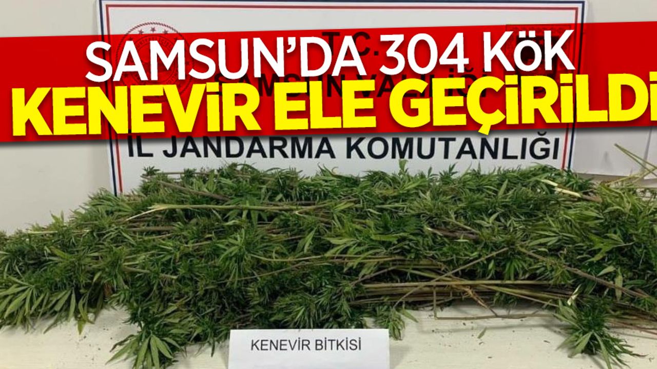 Samsun'da 304 kök kenevir ele geçirildi