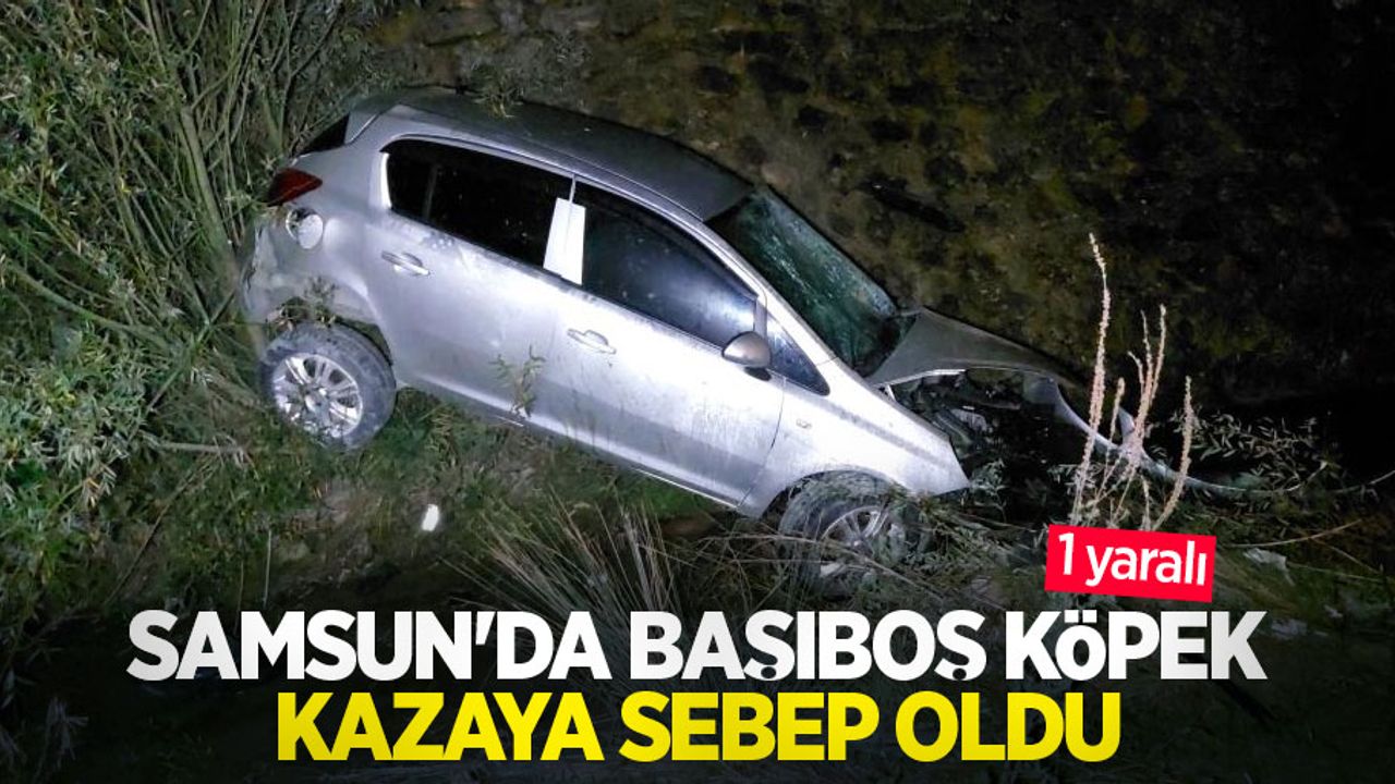 Samsun'da başıboş köpek kazaya sebep oldu: 1 yaralı